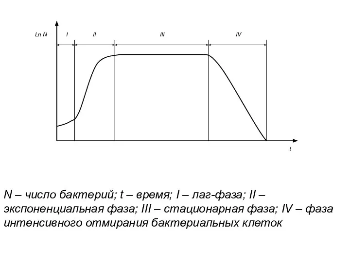 N – число бактерий; t – время; I – лаг-фаза; II