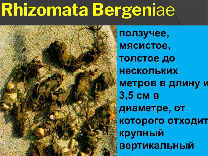 Rhizomata Bergeniae Корневище ползучее, мясистое, толстое до нескольких метров в длину