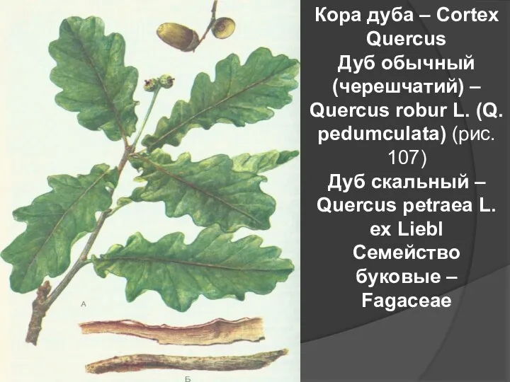 Кора дуба – Cortex Quercus Дуб обычный (черешчатий) – Quercus robur