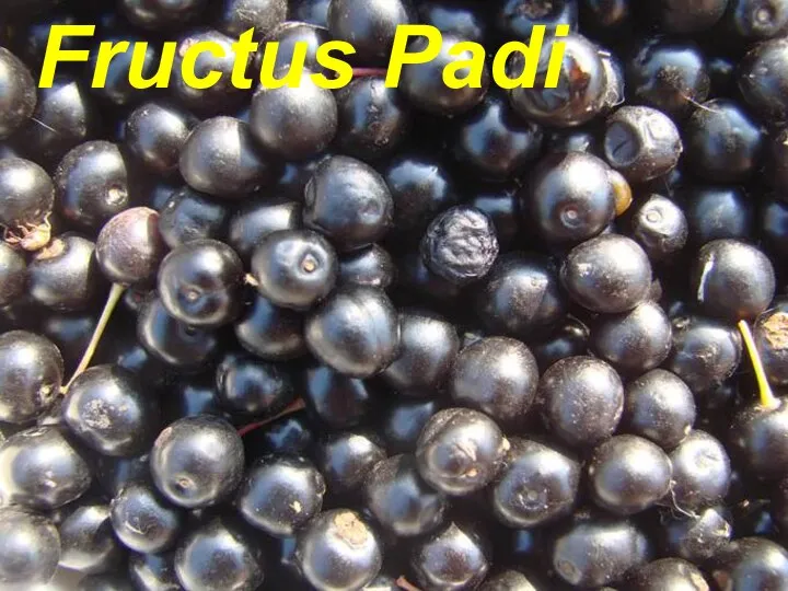 Fructus Padi