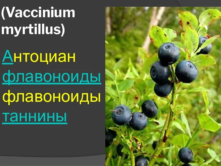 (Vaccinium myrtillus) Антоциан флавоноидыфлавоноиды таннины