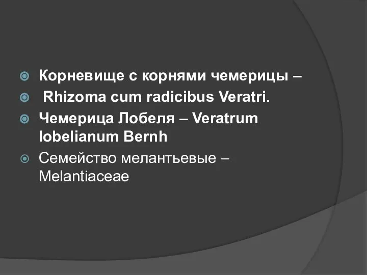 Корневище с корнями чемерицы – Rhizoma cum radicibus Veratri. Чемерица Лобеля