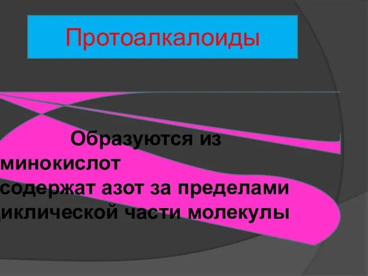 Протоалкалоиды Образуются из аминокислот содержат азот за пределами циклической части молекулы