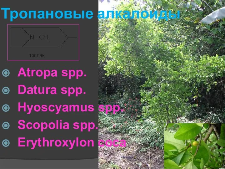 Atropa spp. Datura spp. Hyoscyamus spp. Scopolia spp. Erythroxylon coca Тропановые алкалоиды