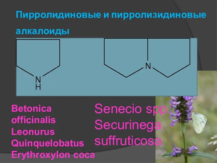 Пирролидиновые и пирролизидиновые алкалоиды Betonica officinalis Leonurus Quinquelobatus Erythroxylon coca Senecio spp. Securinega suffruticosa