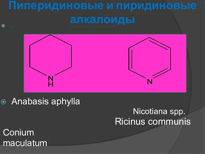 Пиперидиновые и пиридиновые алкалоиды . Anabasis aphylla Nicotiana spp. Ricinus communis Conium maculatum