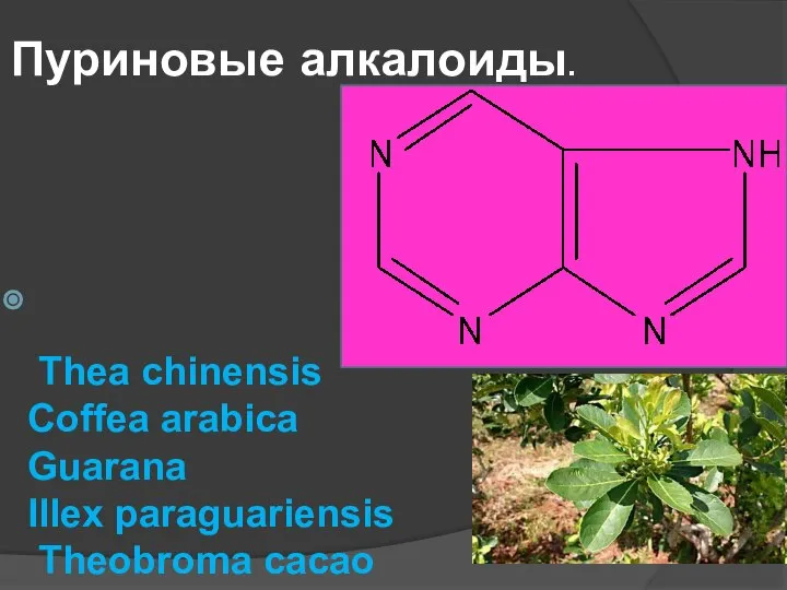 Пуриновые алкалоиды. Thea chinensis Coffea arabica Guarana Illex paraguariensis Theobroma cacao