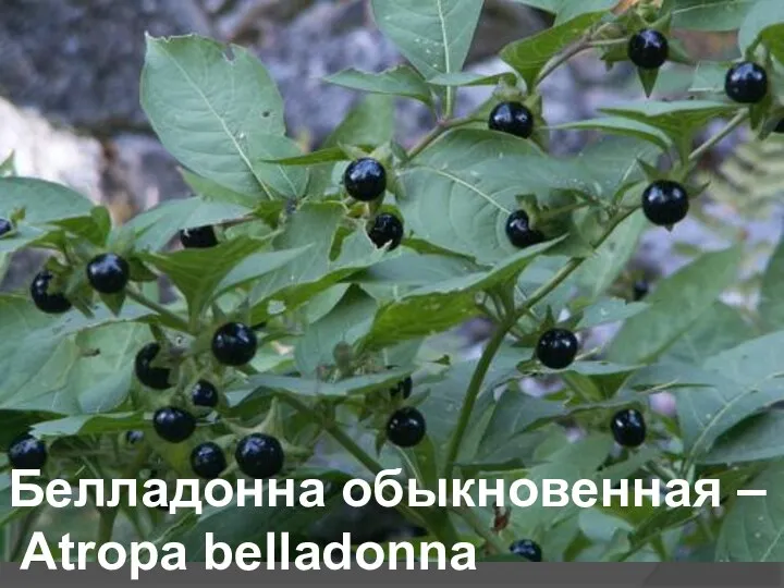 Белладонна обыкновенная – Atropa belladonna