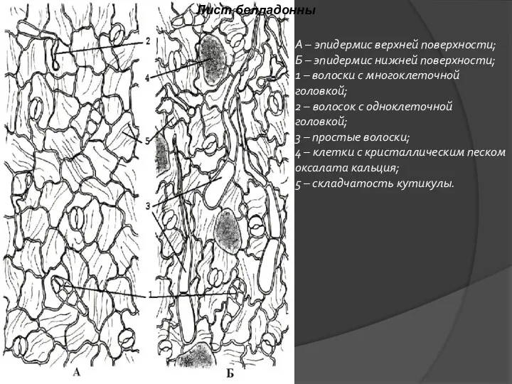 А – эпидермис верхней поверхности; Б – эпидермис нижней поверхности; 1