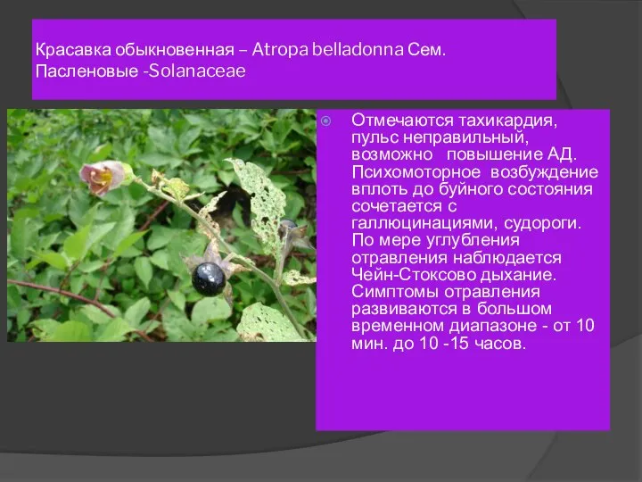 Красавка обыкновенная – Atropa belladonna Сем. Пасленовые -Solanaceae Отмечаются тахикардия, пульс