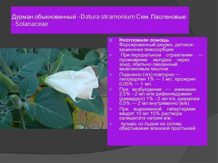 Дурман обыкновенный –Datura stramonium Cем. Пасленовые - Solanaceae Неотложная помощь. Форсированный