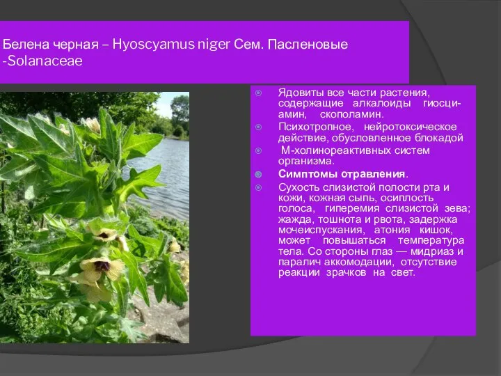 Белена черная – Hyoscyamus niger Сем. Пасленовые -Solanaceae Ядовиты все части