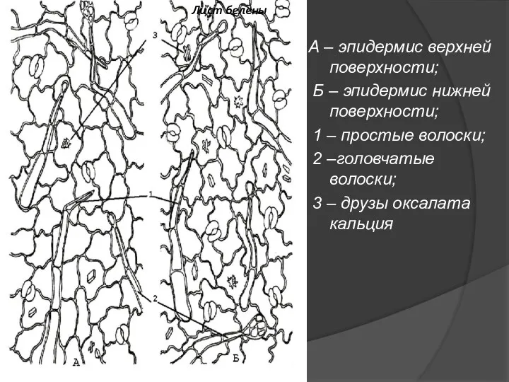 А – эпидермис верхней поверхности; Б – эпидермис нижней поверхности; 1