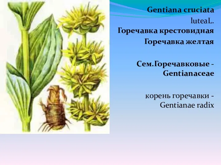 Gentiana cruciata luteaL. Горечавка крестовидная Горечавка желтая Сем.Горечавковые - Gentianaceae корень горечавки - Gentianae radix