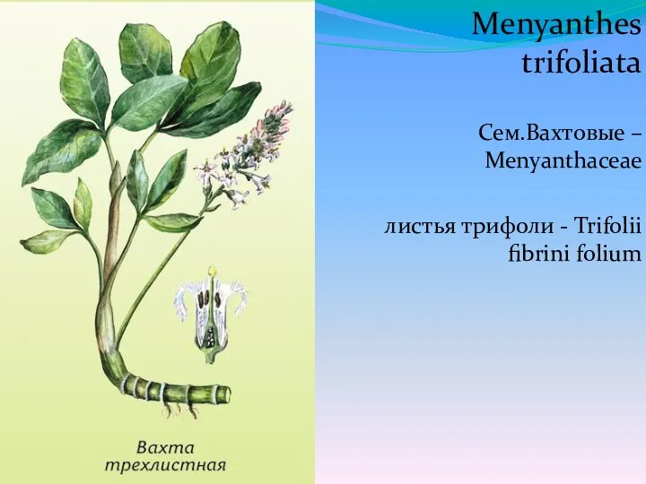 Menyanthes trifoliata Сем.Вахтовые – Menyanthaceae листья трифоли - Trifolii fibrini folium