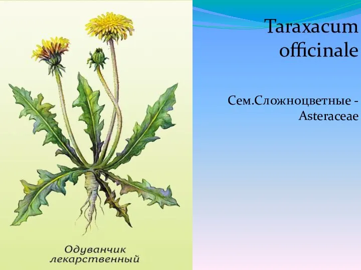 Taraxacum officinale Сем.Сложноцветные - Asteraceae