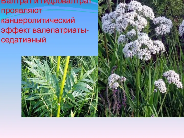 Валтрат и гидровалтрат проявляют канцеролитический эффект валепатриаты- седативный