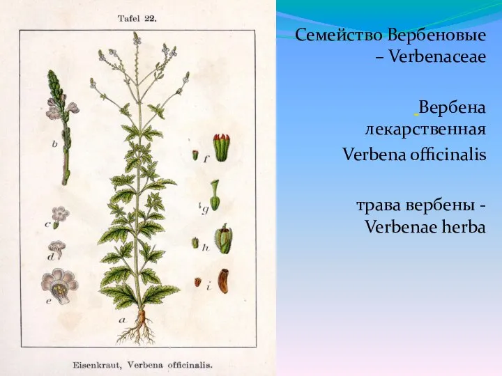 Семейство Вербеновые – Verbenaceae Вербена лекарственная Verbena officinalis трава вербены - Verbenae herba