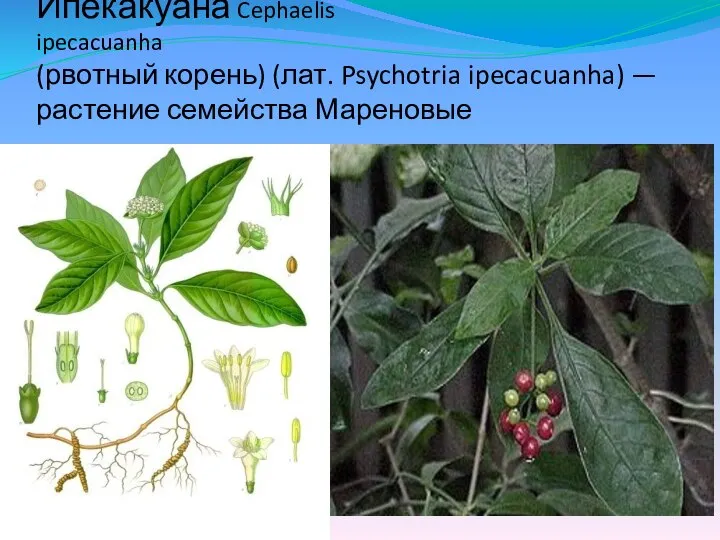 Ипекакуана Cephaelis ipecacuanha (рвотный корень) (лат. Psychotria ipecacuanha) — растение семейства Мареновые