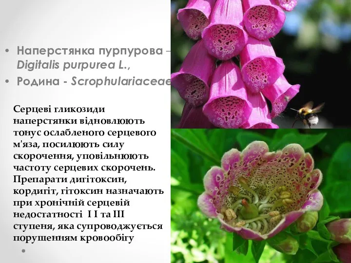 Наперстянка пурпурова – Digitalis purpurea L., Родина - Scrophulariaceae Серцеві гликозиди