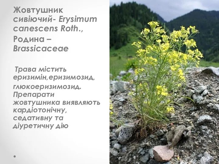 Жовтушник сивіючий- Erysimum canescens Roth., Родина – Brassicaceae Трава містить еризимін,еризимозид,