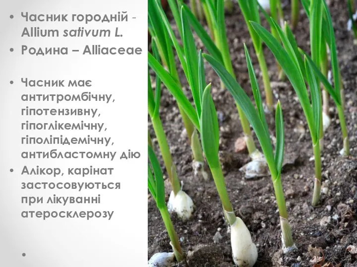 Часник городній - Allium sativum L. Родина – Alliaceae Часник має