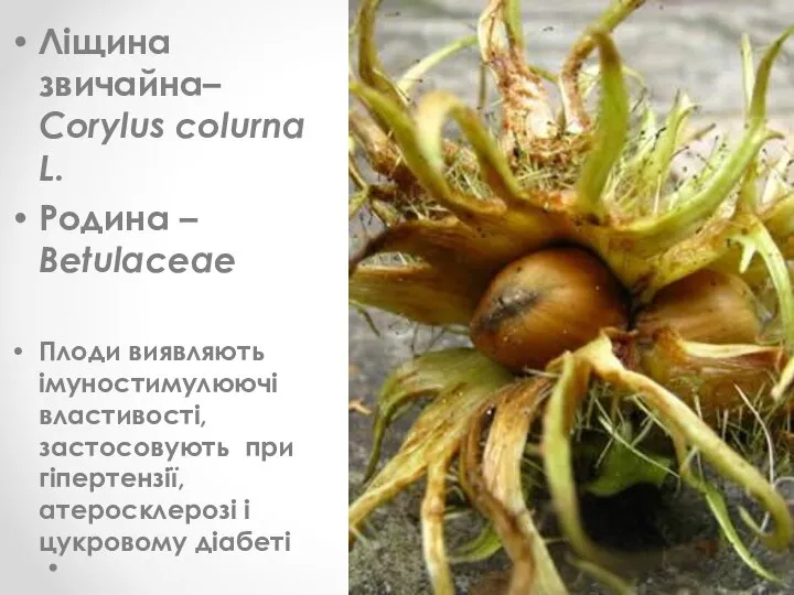 Ліщина звичайна– Corylus colurna L. Родина – Betulaceae Плоди виявляють імуностимулюючі