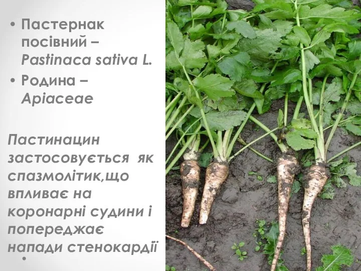 Пастернак посівний – Pastinaca sativa L. Родина – Apiaceae Пастинацин застосовується