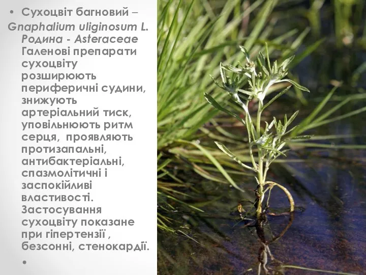 Сухоцвіт багновий – Gnaphalium uliginosum L. Родина - Asteraceae Галенові препарати