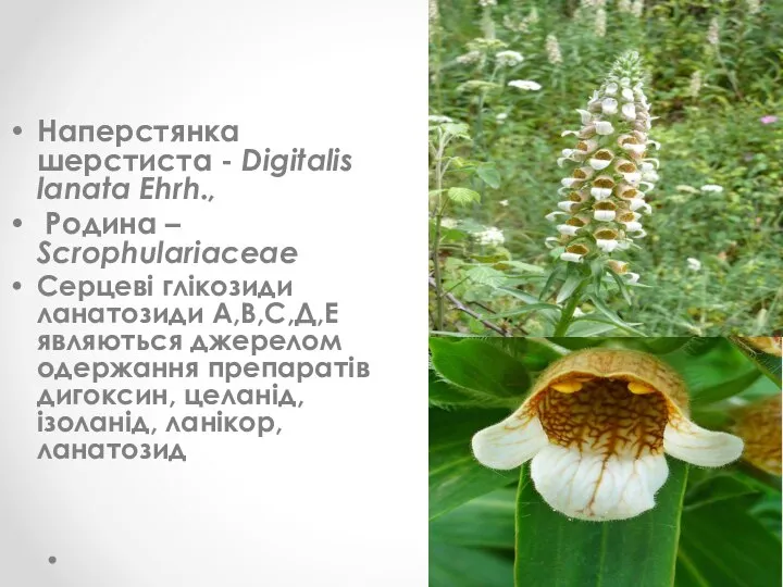 Наперстянка шерстиста - Digitalis lanata Ehrh., Родина – Scrophulariaceae Серцеві глікозиди