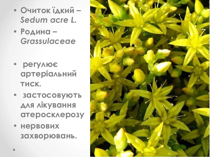 Очиток їдкий – Sedum acre L. Родина – Grassulaceae регулює артеріальний