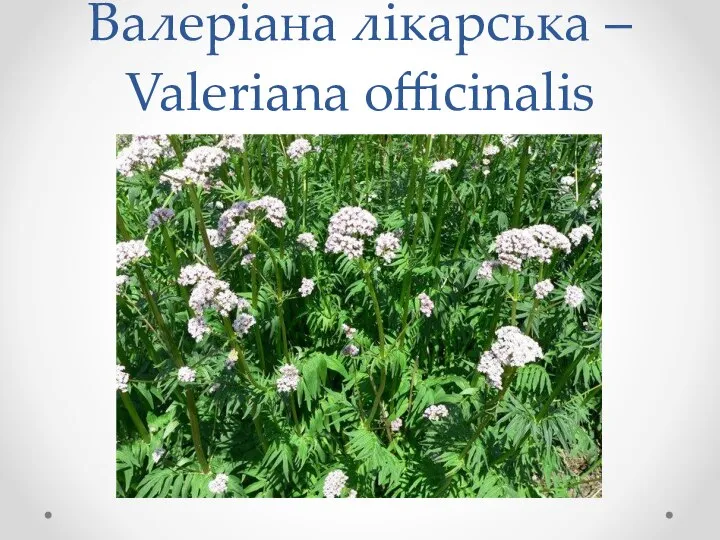 Валеріана лікарська – Valeriana officinalis