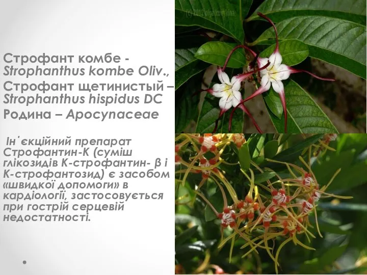 Строфант комбе - Strophanthus kombe Oliv., Строфант щетинистый – Strophanthus hispidus