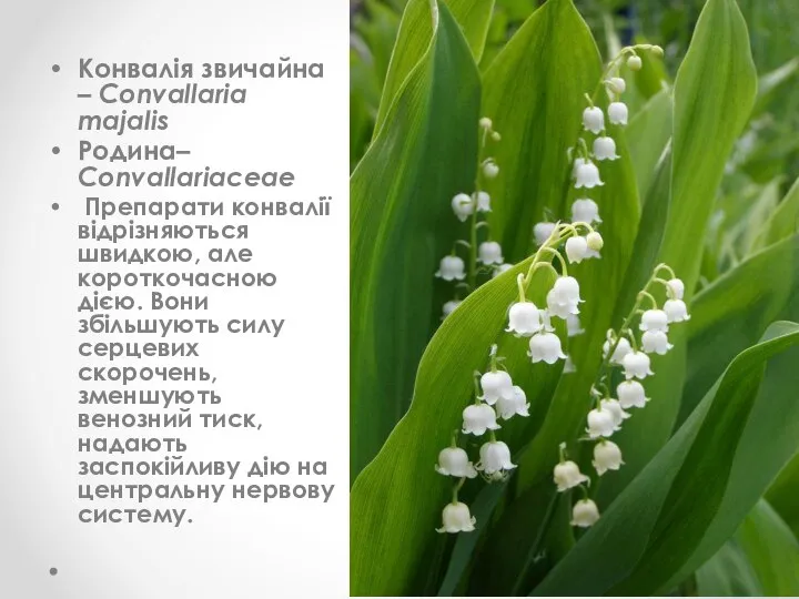 Конвалія звичайна – Convallaria majalis Родина– Convallariaceae Препарати конвалії відрізняються швидкою,