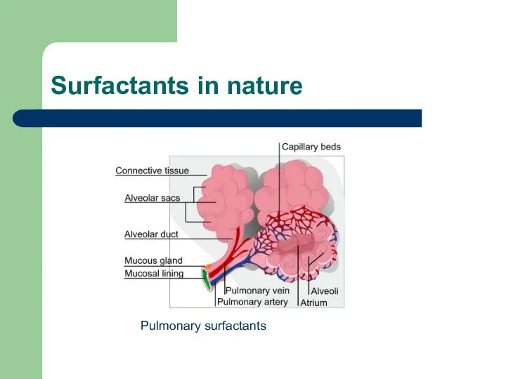 Surfactants in nature Pulmonary surfactants