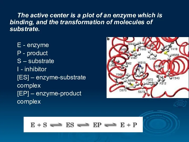 The active center is a plot of an enzyme which is