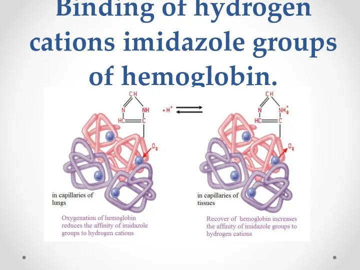 Binding of hydrogen cations imidazole groups of hemoglobin.