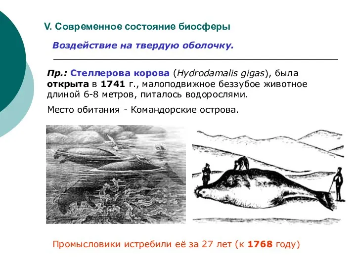 V. Современное состояние биосферы Воздействие на твердую оболочку. Пр.: Стеллерова корова