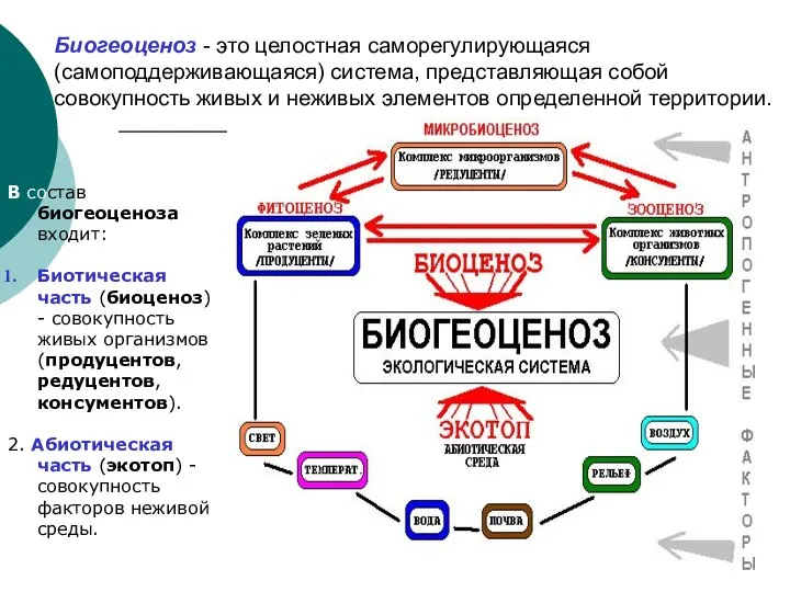 Биогеоценоз - это целостная саморегулирующаяся (самоподдерживающаяся) система, представляющая собой совокупность живых