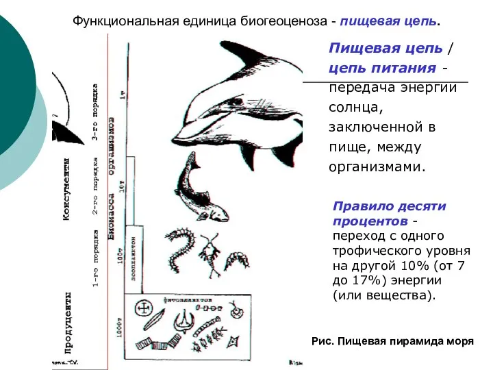 Пищевая цепь / цепь питания - передача энергии солнца, заключенной в