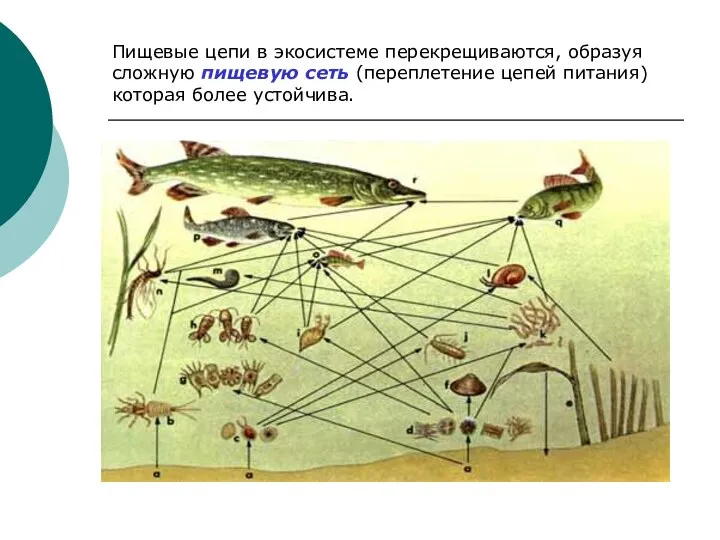 Пищевые цепи в экосистеме перекрещиваются, образуя сложную пищевую сеть (переплетение цепей питания) которая более устойчива.