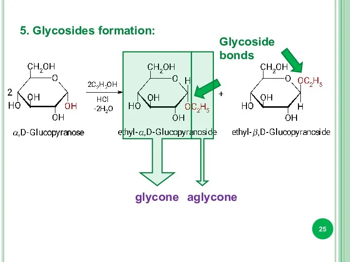 5. Glycosides formation: Glycoside bonds glycone aglycone
