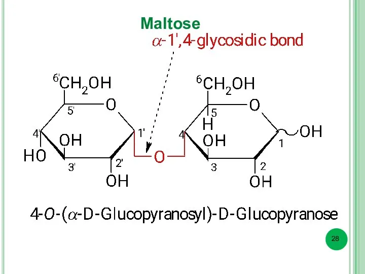 Maltose