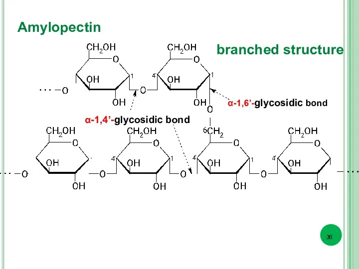 Amylopectin α-1,6’-glycosidic bond α-1,4’-glycosidic bond branched structure