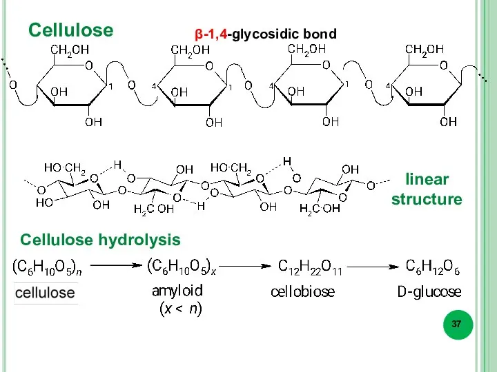 Cellulose Cellulose hydrolysis β-1,4-glycosidic bond linear structure