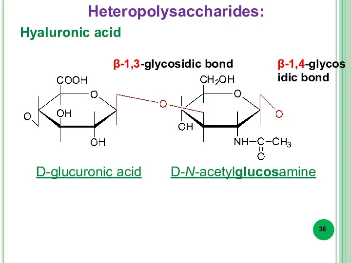 Hyaluronic acid β-1,3-glycosidic bond β-1,4-glycosidic bond D-glucuronic acid D-N-acetylglucosamine Heteropolysaccharides: