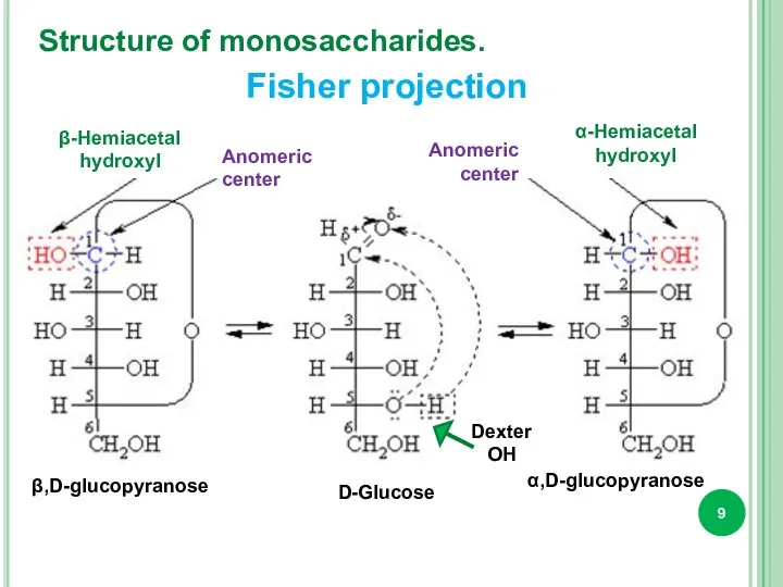 Structure of monosaccharides. β-Hemiacetal hydroxyl α-Hemiacetal hydroxyl Anomeric center Anomeric center