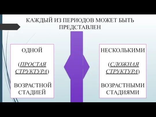 КАЖДЫЙ ИЗ ПЕРИОДОВ МОЖЕТ БЫТЬ ПРЕДСТАВЛЕН ОДНОЙ (ПРОСТАЯ СТРУКТУРА) ВОЗРАСТНОЙ СТАДИЕЙ НЕСКОЛЬКИМИ (СЛОЖНАЯ СТРУКТУРА) ВОЗРАСТНЫМИ СТАДИЯМИ