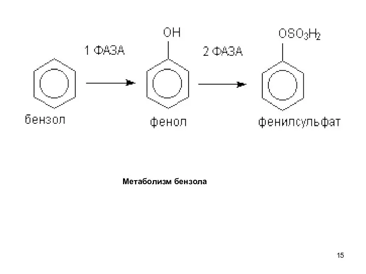 Метаболизм бензола