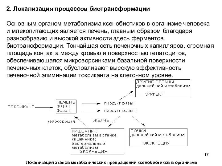 2. Локализация процессов биотрансформации Основным органом метаболизма ксенобиотиков в организме человека